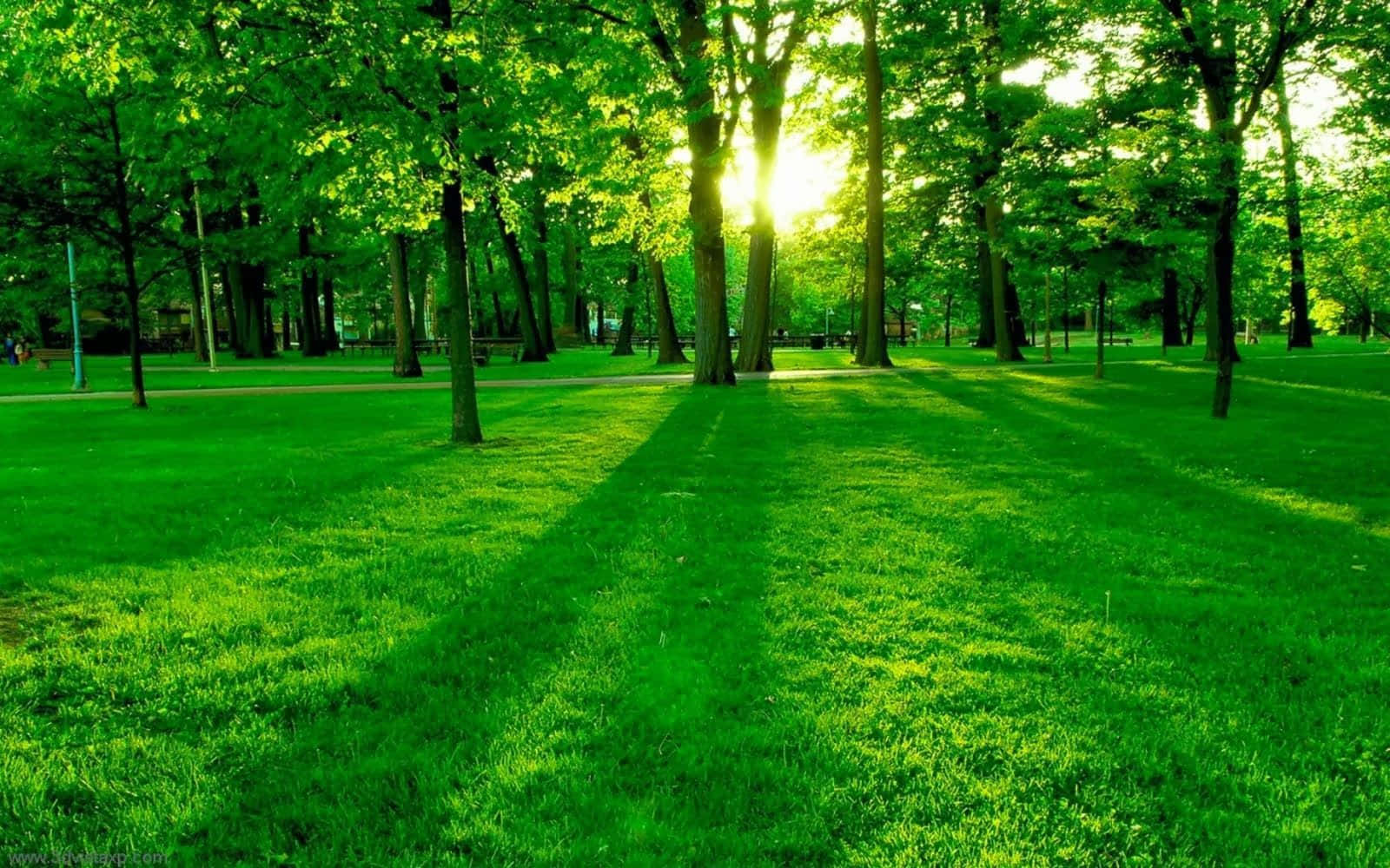 green desktop, lush green trees, vibrant grassy park path, HD Desktop Wallpaper