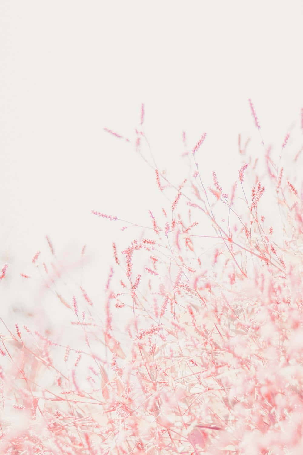 Aesthetic One Color, delicate pink grasses, bright white background, HD Phone Wallpaper