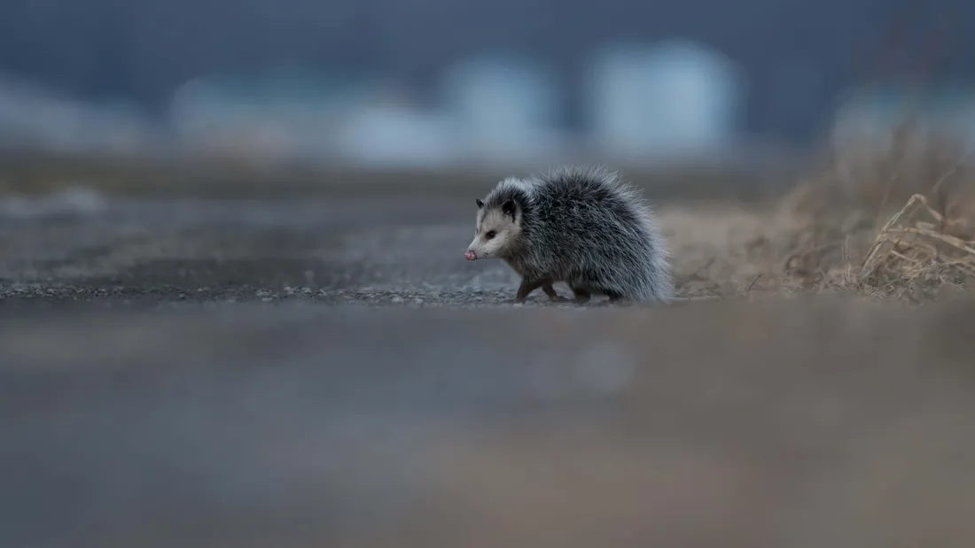 Possum