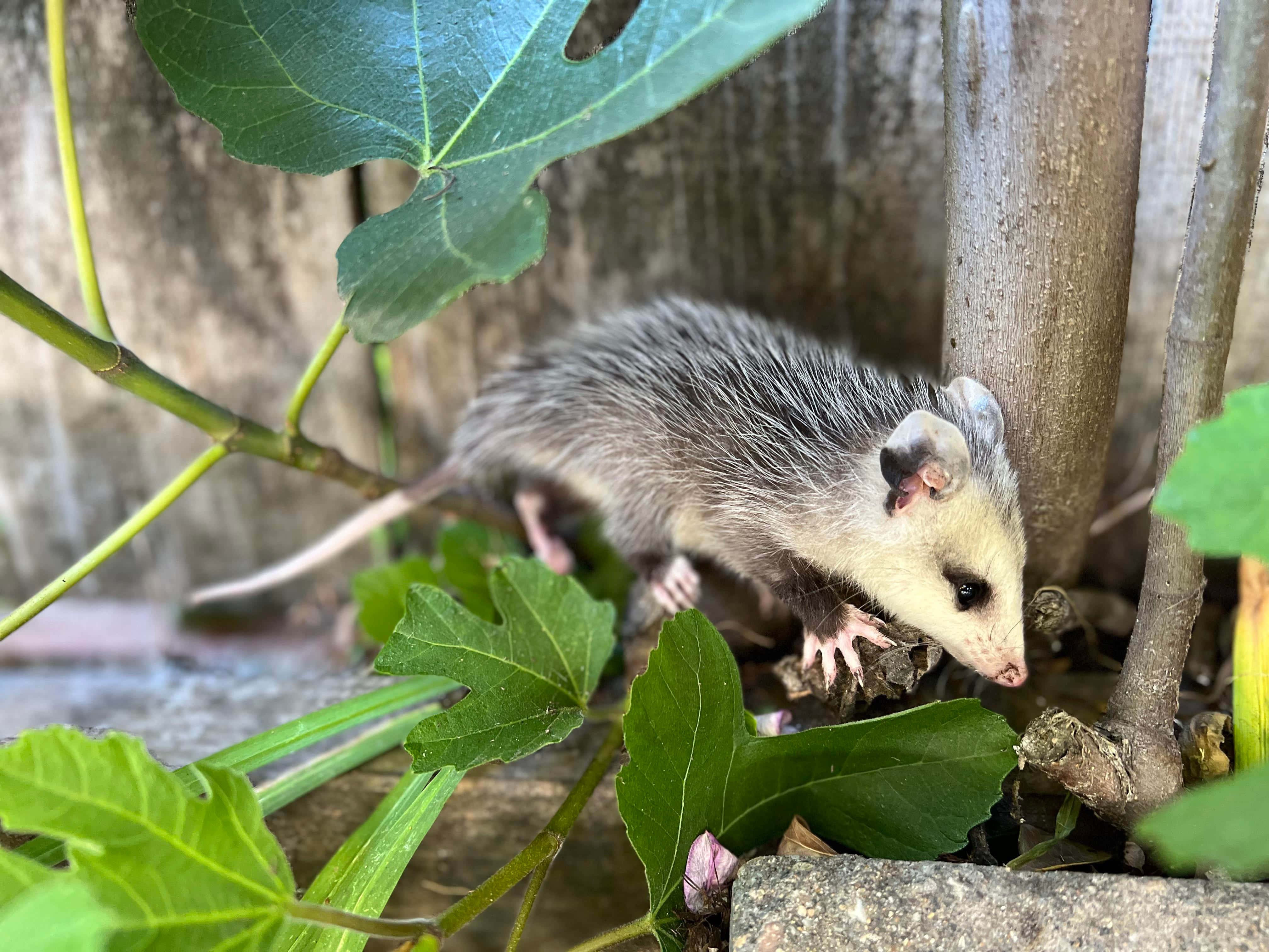 baby possum, gray and white opossum, large green fig leaves, 4K Desktop Wallpaper