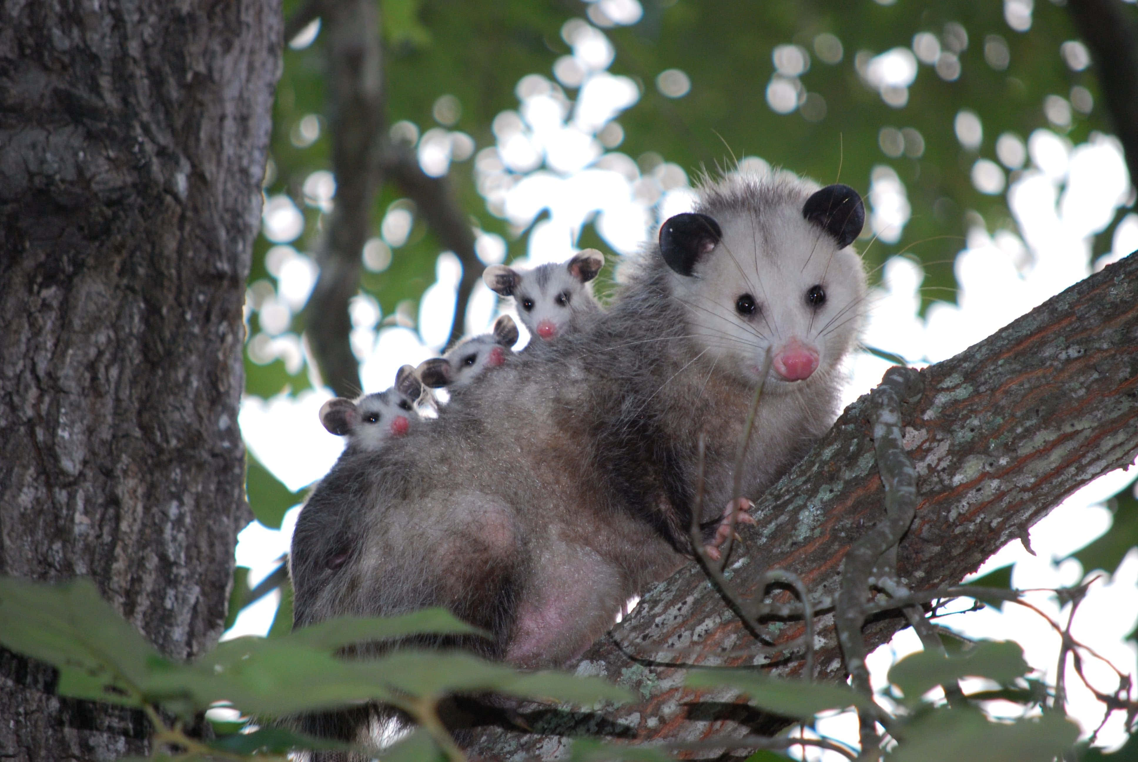 mother opossum, three babies, tree branch, 4K Desktop Wallpaper