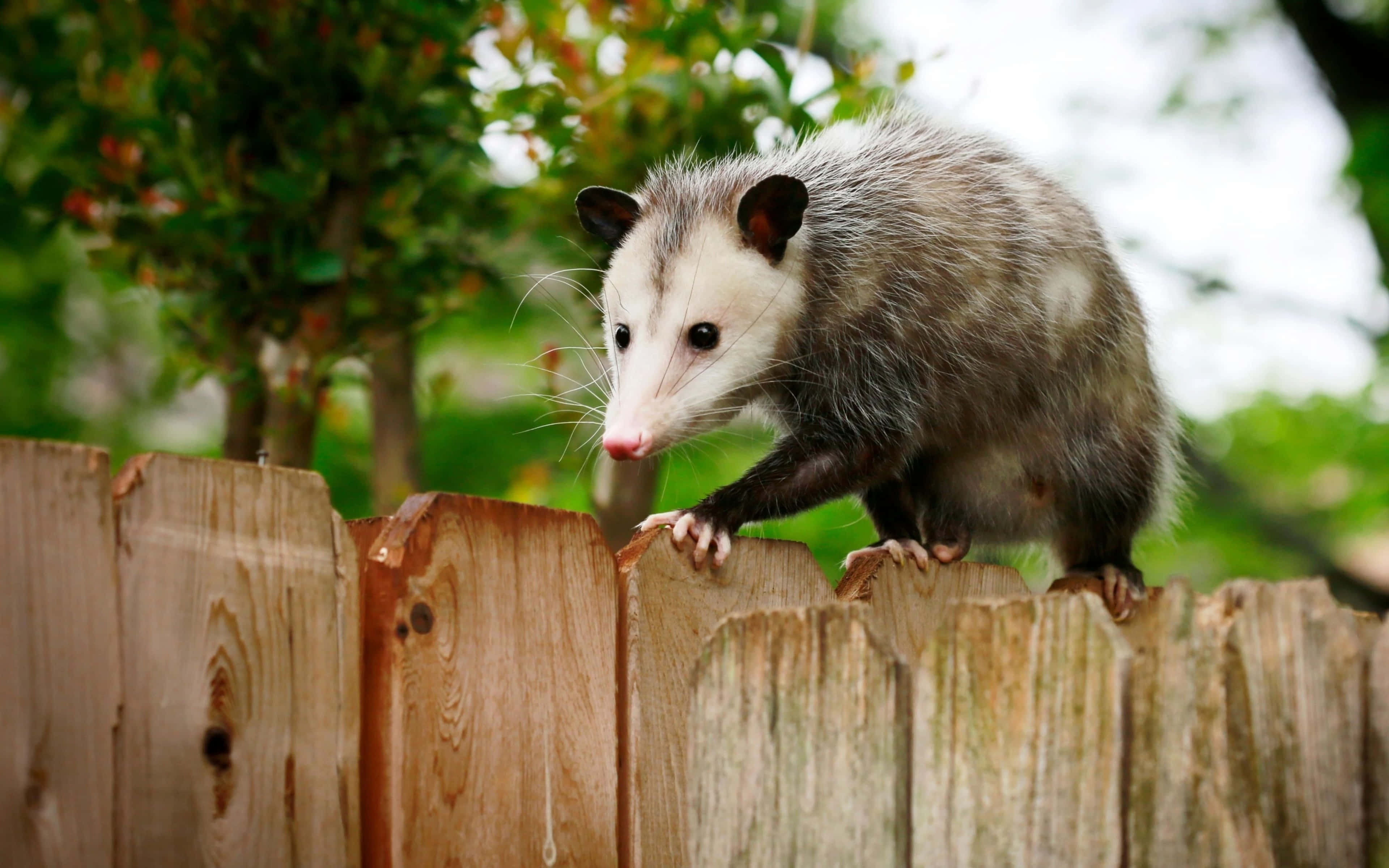 possum, fence, weathered wooden fence, 4K Desktop Wallpaper