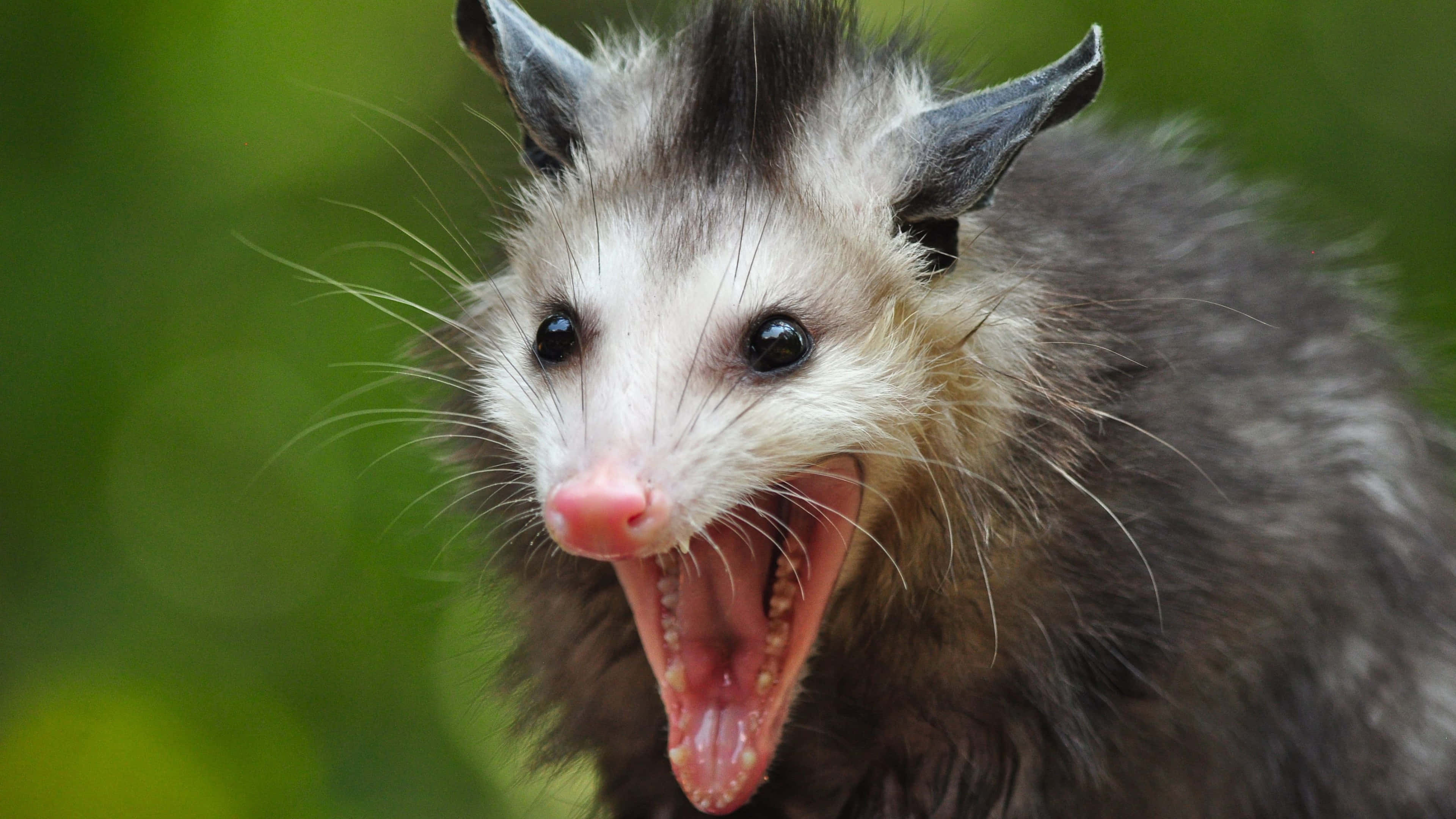 possum, closeup, wide eyes, 4K Desktop Wallpaper