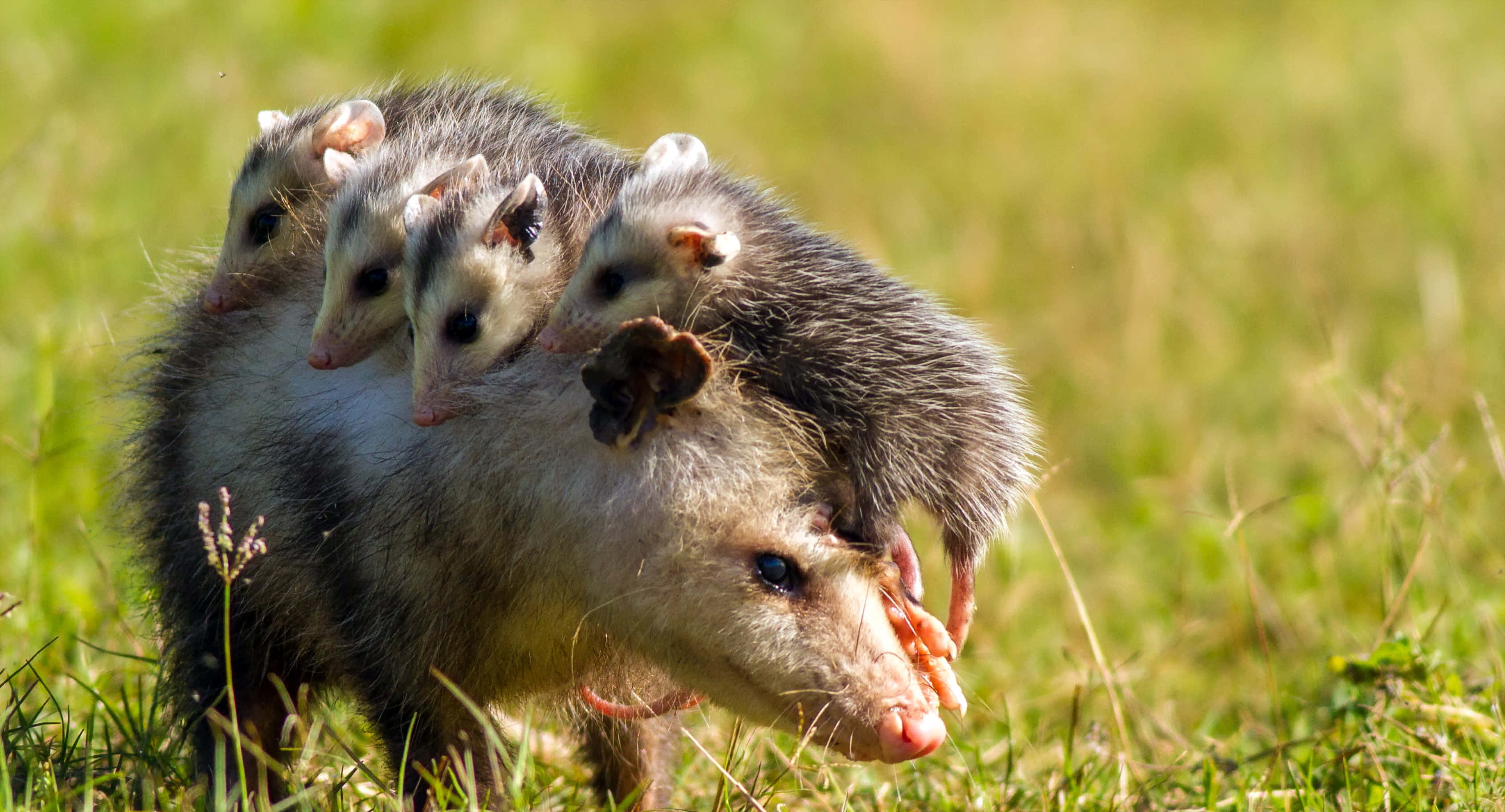 mother opossum, four babies, perched on her back, 2K Desktop Wallpaper