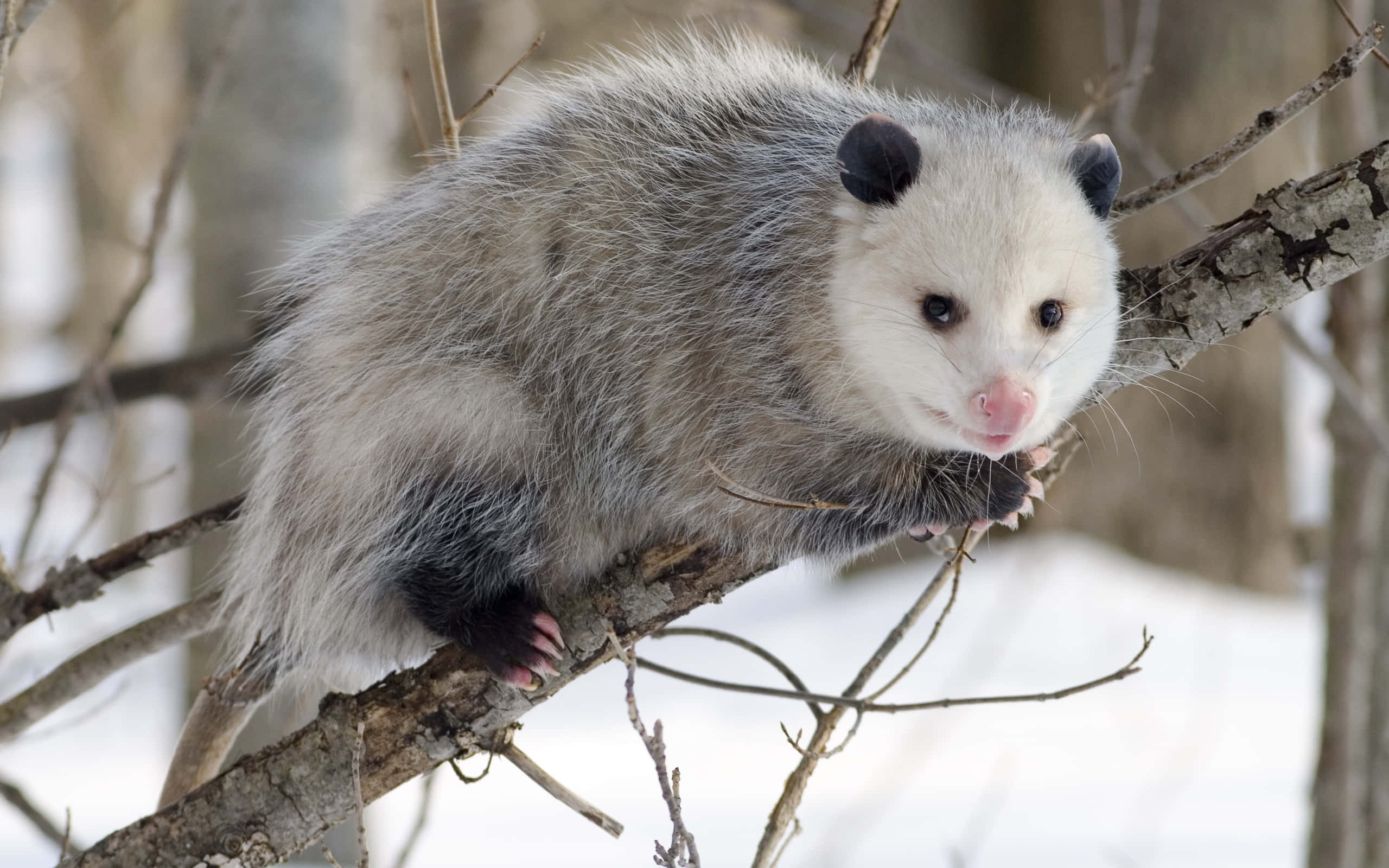 winter opossum, tree branch, snow-dusted, 2K Desktop Wallpaper