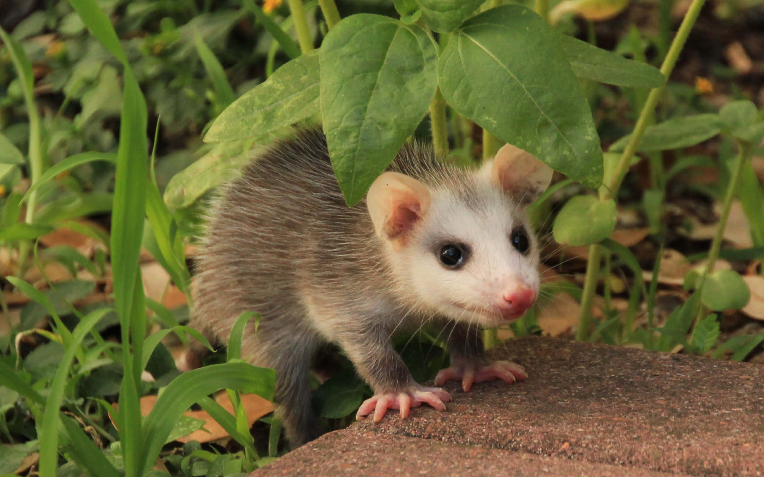 baby possum, gray fur, white face, 2K Desktop Wallpaper