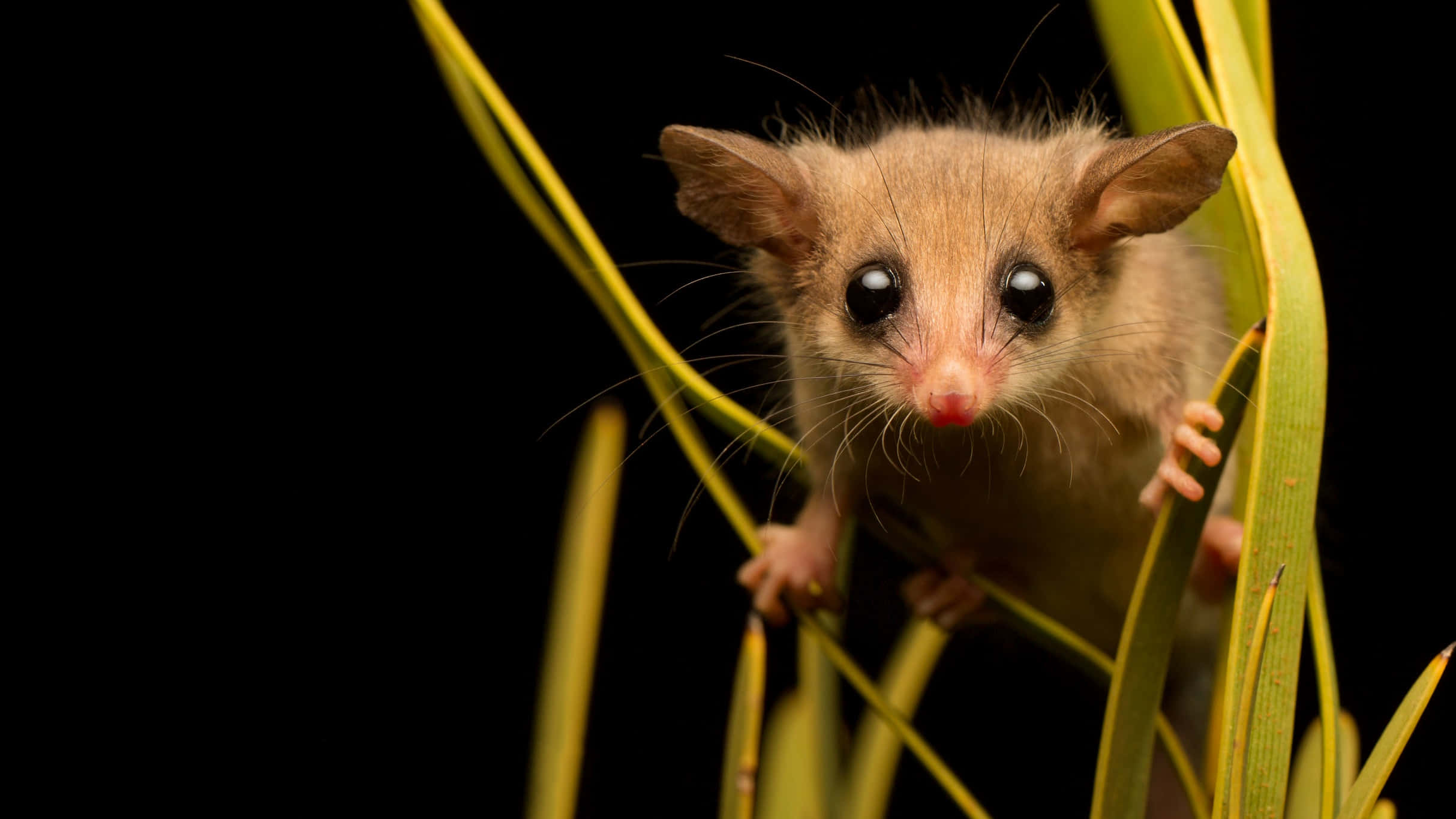 Curious Possumin Nighttime, brown marsupial, large dark eyes, Full HD Desktop Wallpaper