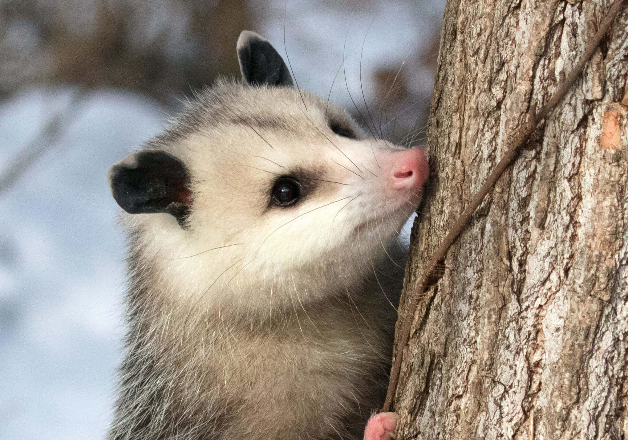 opossum, gray fur, pink nose, Full HD Desktop Wallpaper