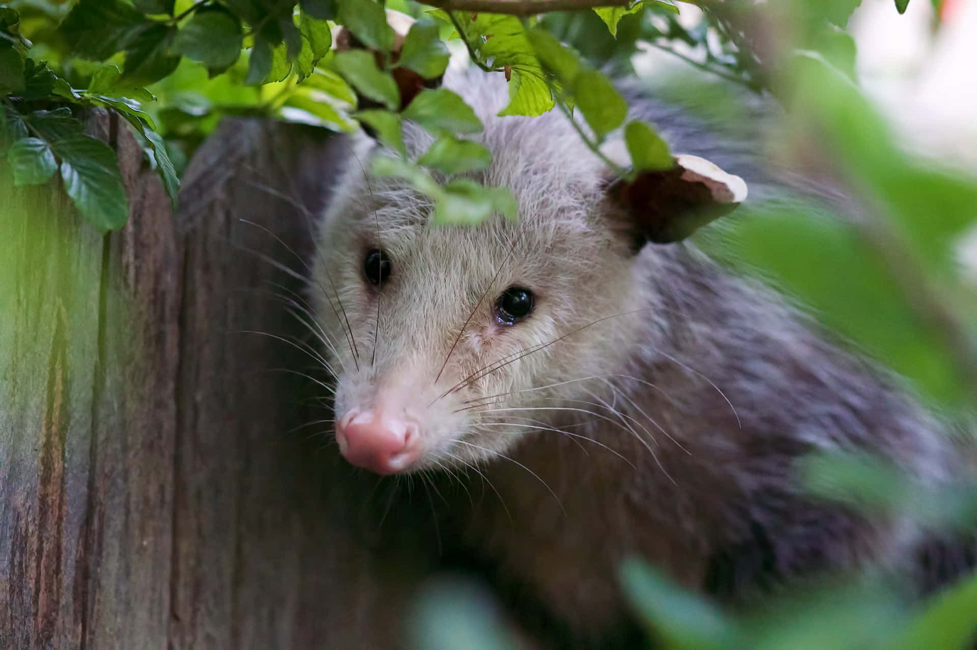 opossum, green leaves, wooden fence, Full HD Desktop Wallpaper
