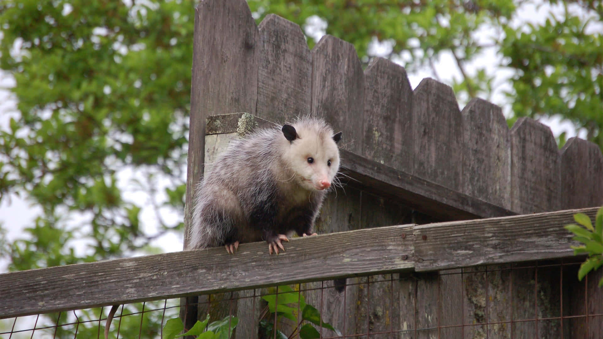 possum, wooden fence, green foliage, Full HD Desktop Wallpaper