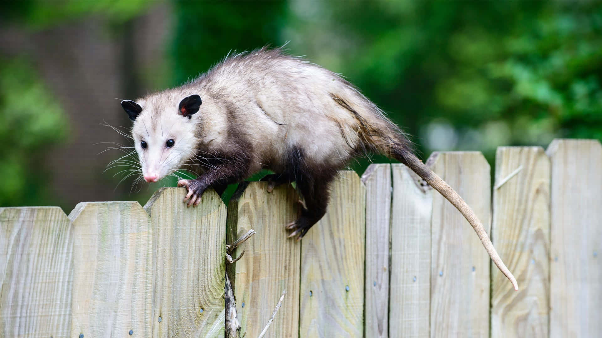 possum, fence, woodland explorer, Full HD Desktop Wallpaper