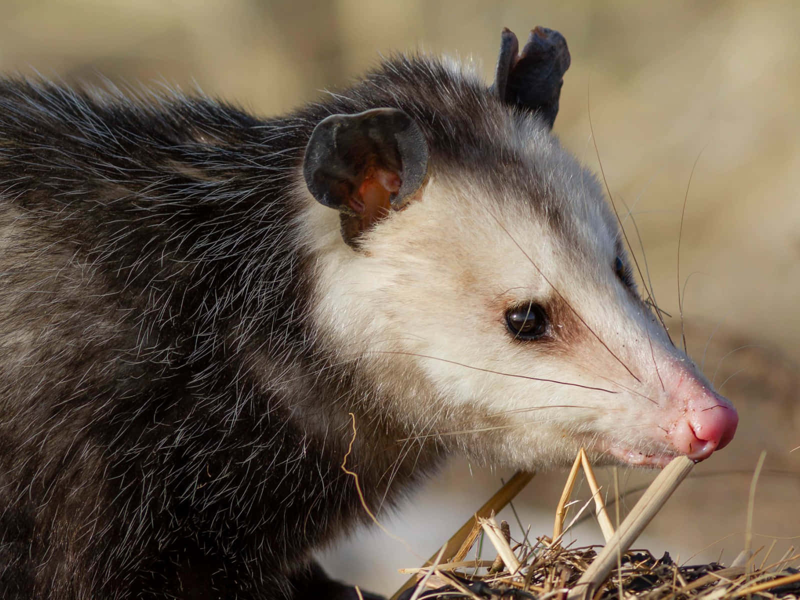opossum, dark fur, white face, HD Desktop Wallpaper