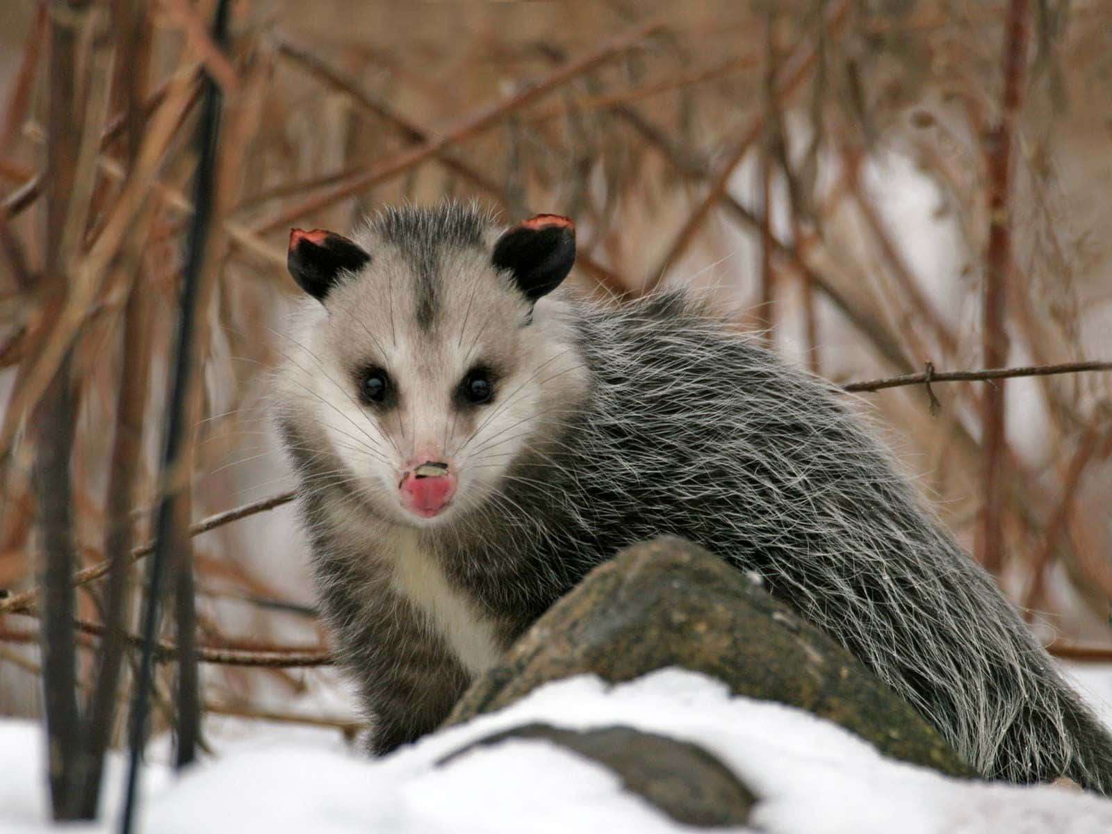 winter opossum, pink nose, gray fur, HD Desktop Wallpaper
