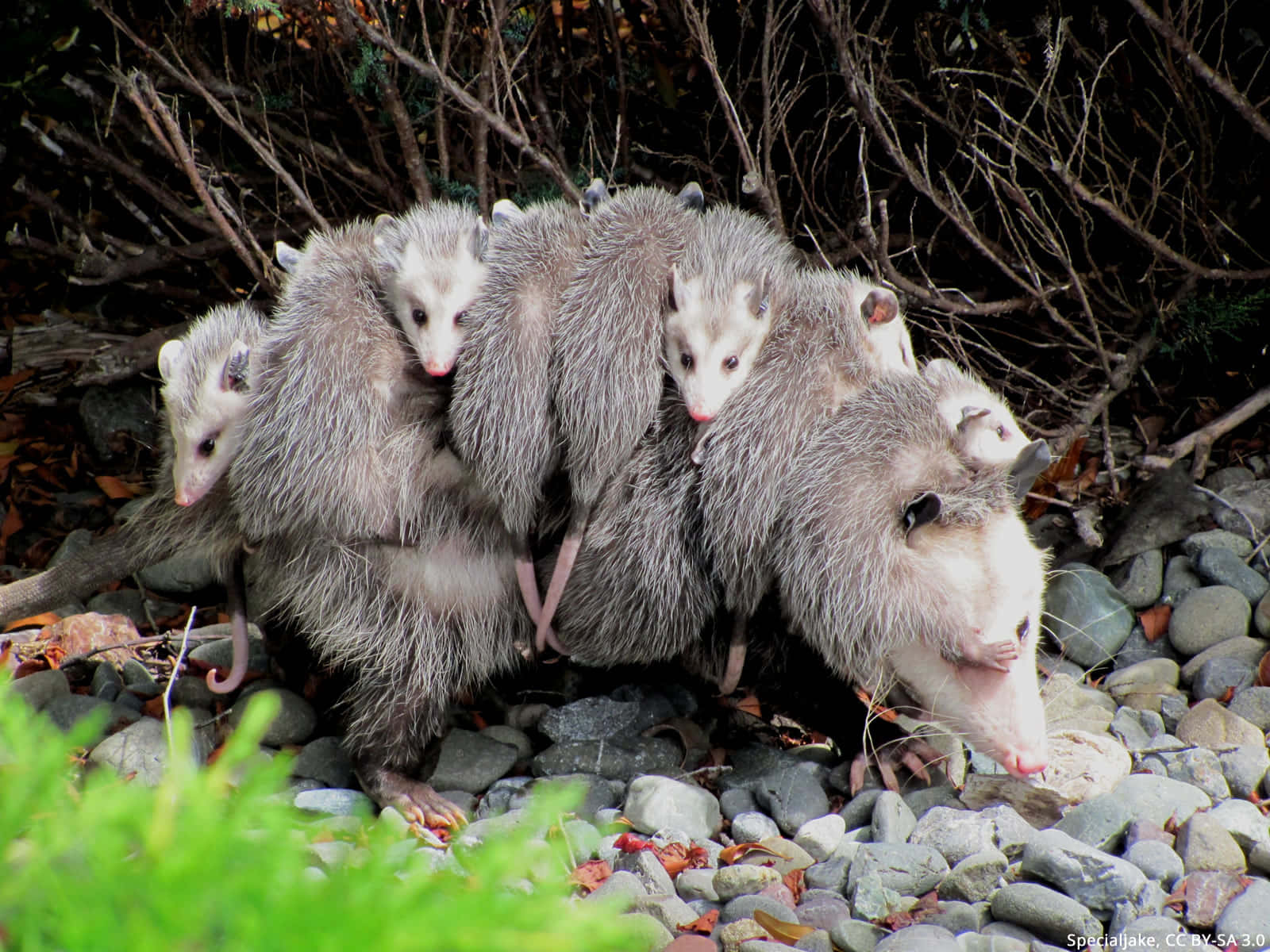 mother opossum, babies on back, rocky streambed, HD Desktop Wallpaper