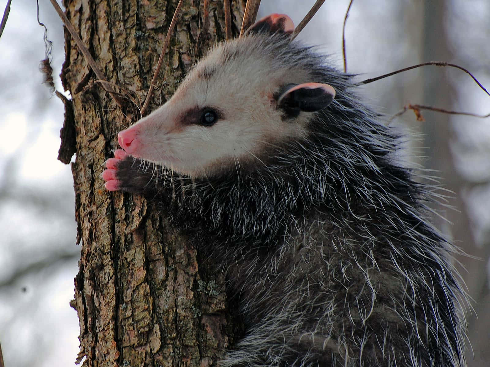possum, tree trunk, pink paws, HD Desktop Wallpaper