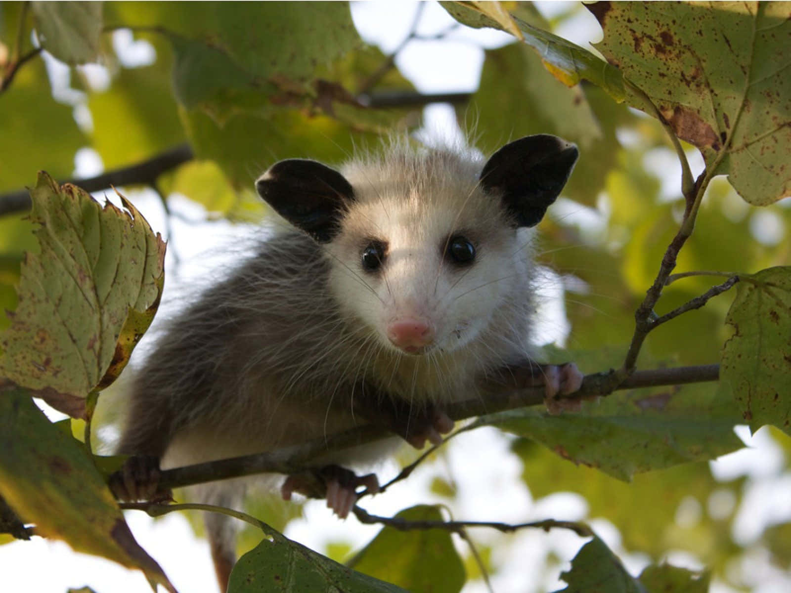Curious Baby Possumin Tree, opossum, tree branch, HD Desktop Wallpaper