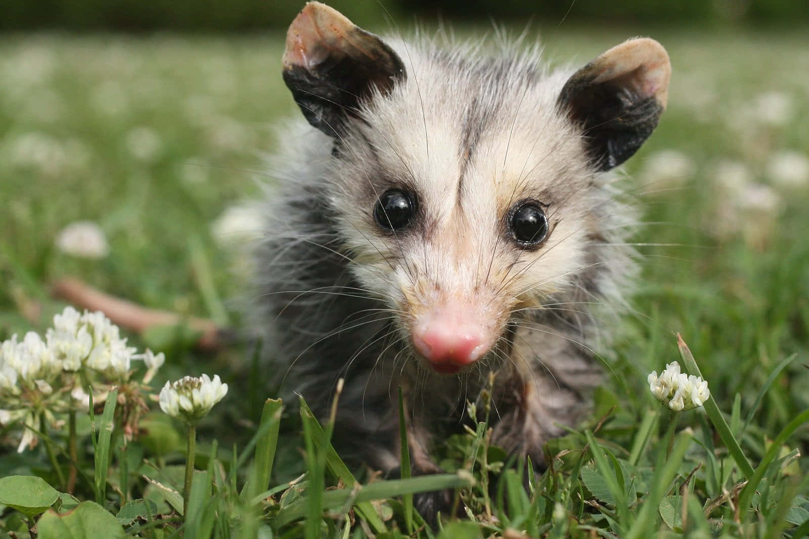 baby opossum, big dark eyes, pink nose, HD Desktop Wallpaper