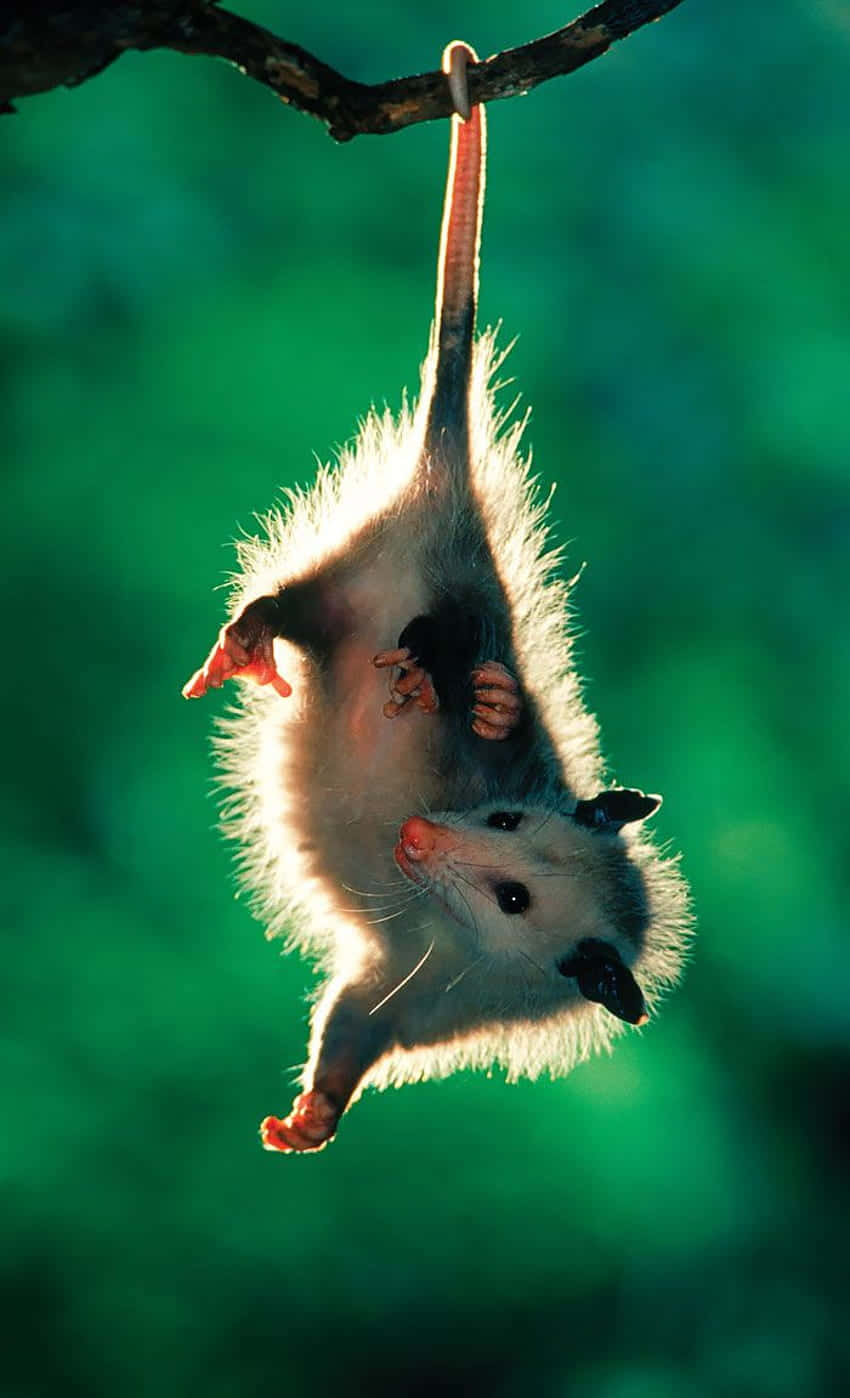 possum, tree branch, long tail, HD Phone Wallpaper