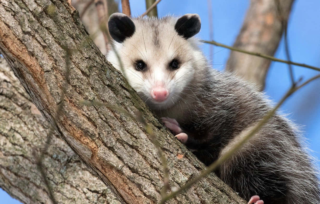 Curious Opossumin Tree, opossum, tree trunk, HD Desktop Wallpaper