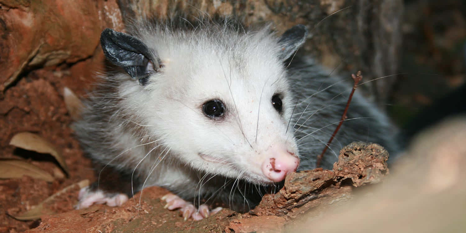 opossum, rocky crevice, fluffy, HD Desktop Wallpaper