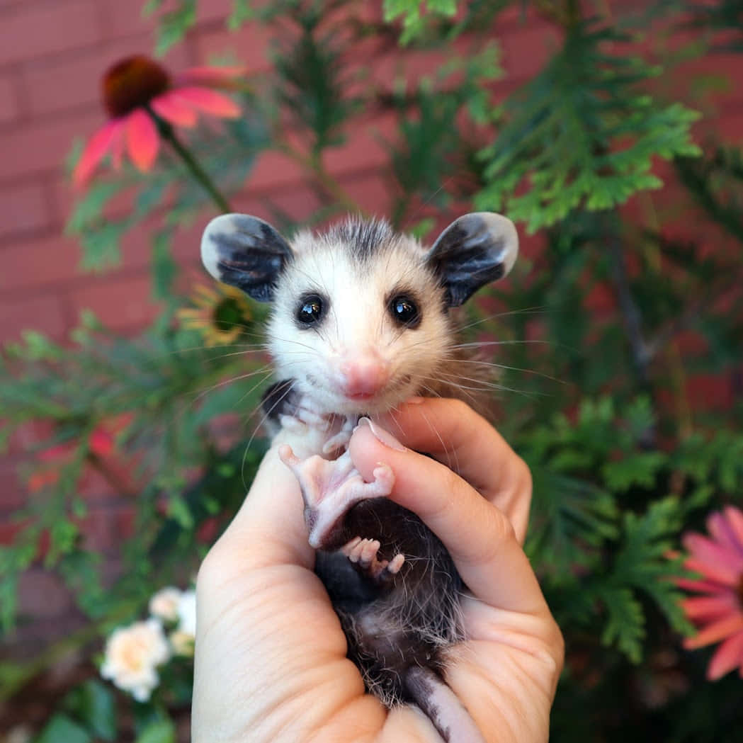 baby possum, big dark eyes, pink nose, SD Desktop Wallpaper