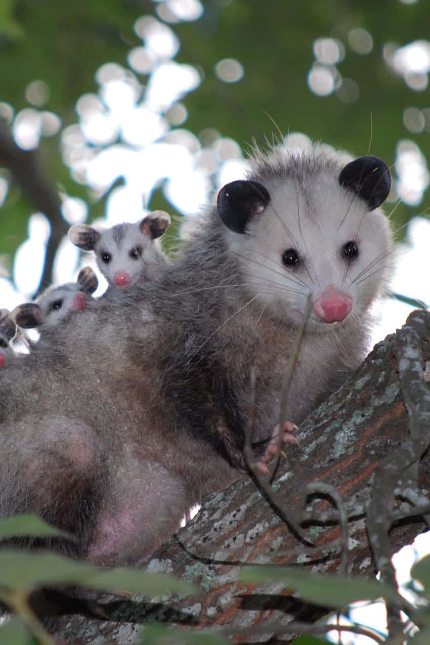 mother opossum, baby opossums, tree branch, SD Phone Wallpaper