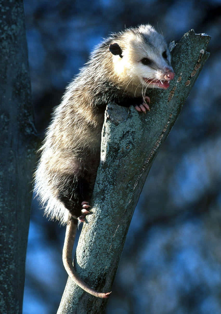 possum, tree branch, blue background, SD Phone Wallpaper