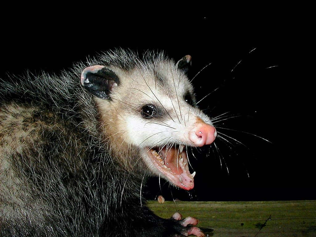 possum, hissinginthe dark, black background, SD Desktop Wallpaper