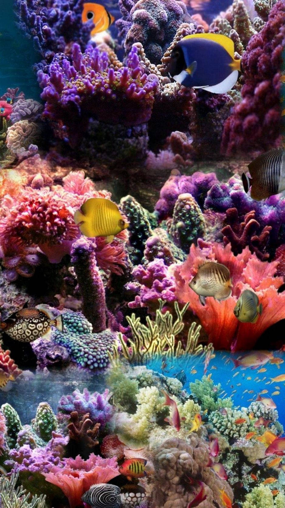 colorful coral reef, vibrant tropical fish, lively underwater scene, HD Phone Wallpaper
