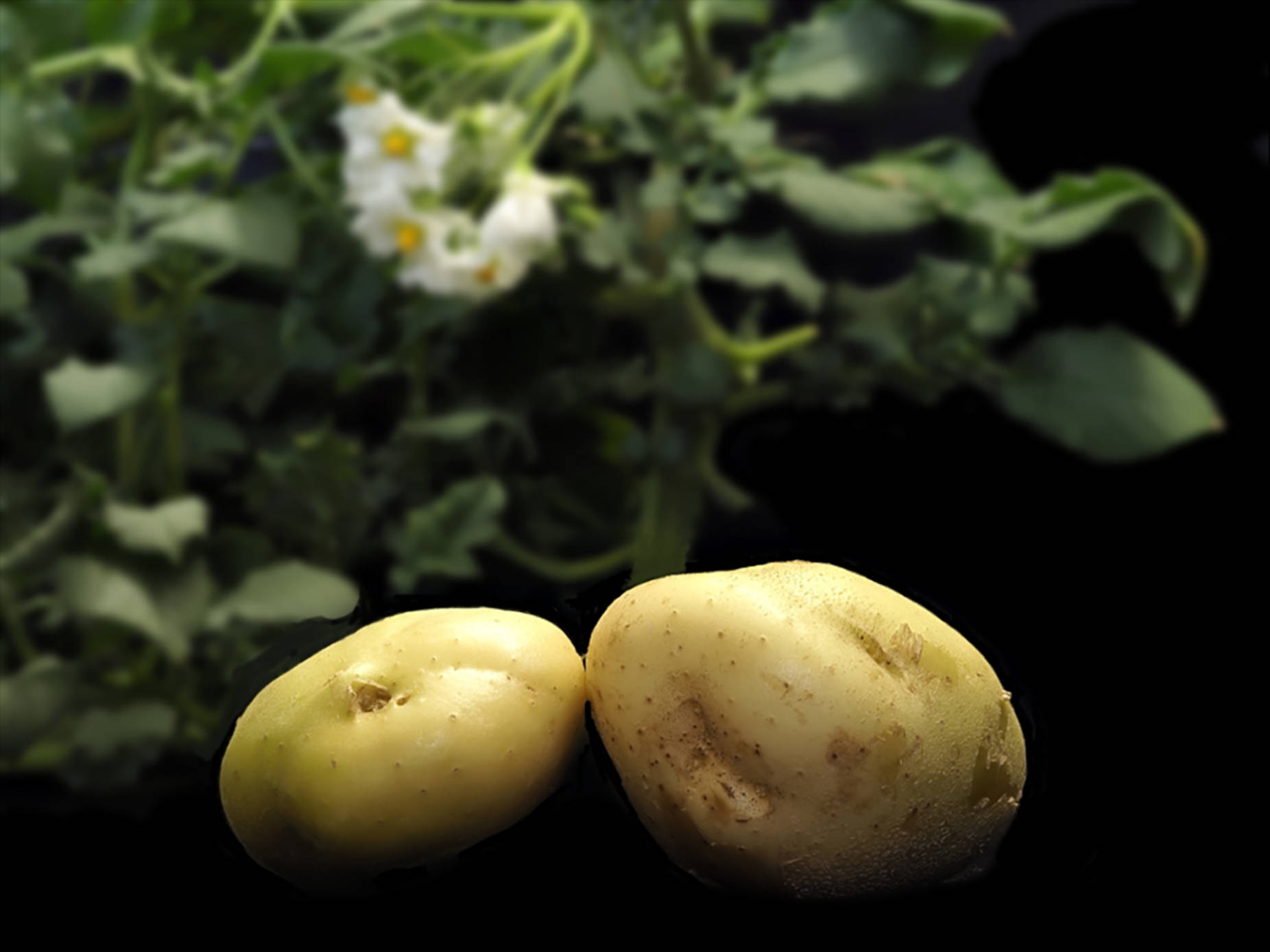 potatoes, green leafy vegetables, potato plant, HD Desktop Wallpaper