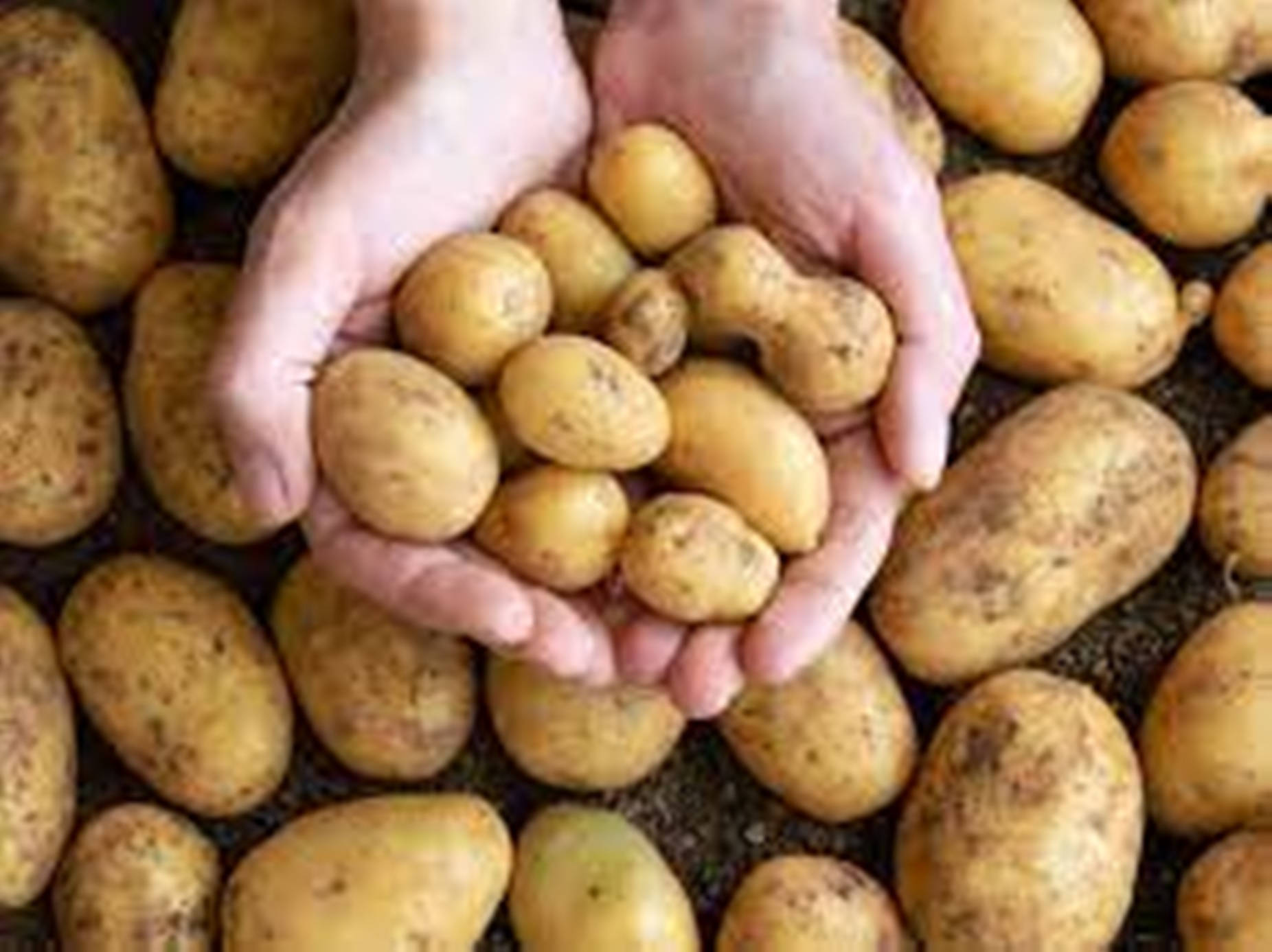 potatoes, small marble variety, golden potatoes, HD Desktop Wallpaper