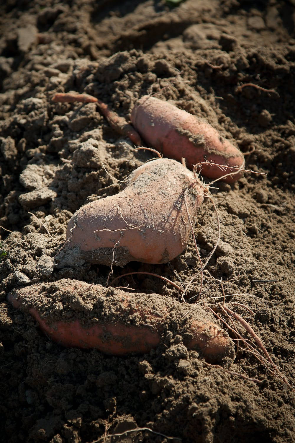 sweet potato, brown soil, roots, HD Phone Wallpaper