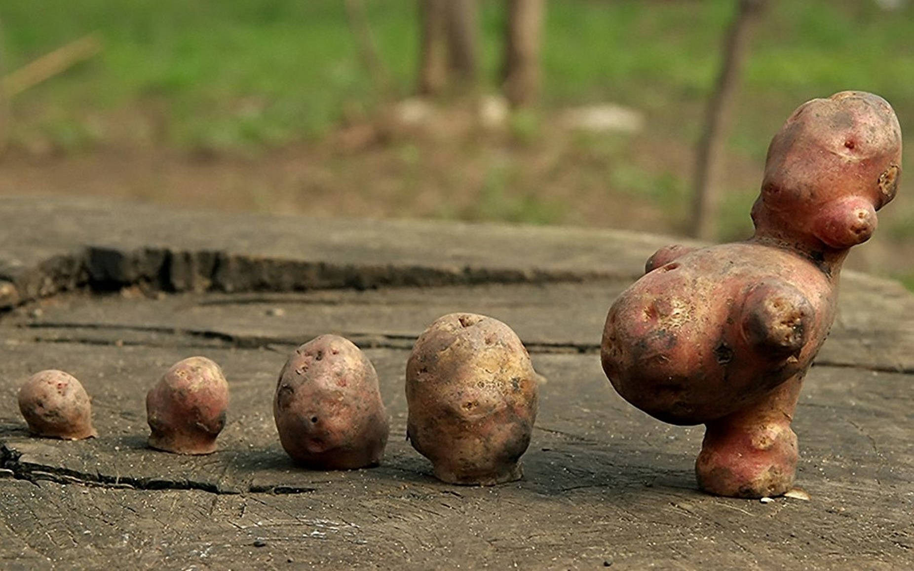 potatoes, oddly shaped, weathered wooden stump, HD Desktop Wallpaper