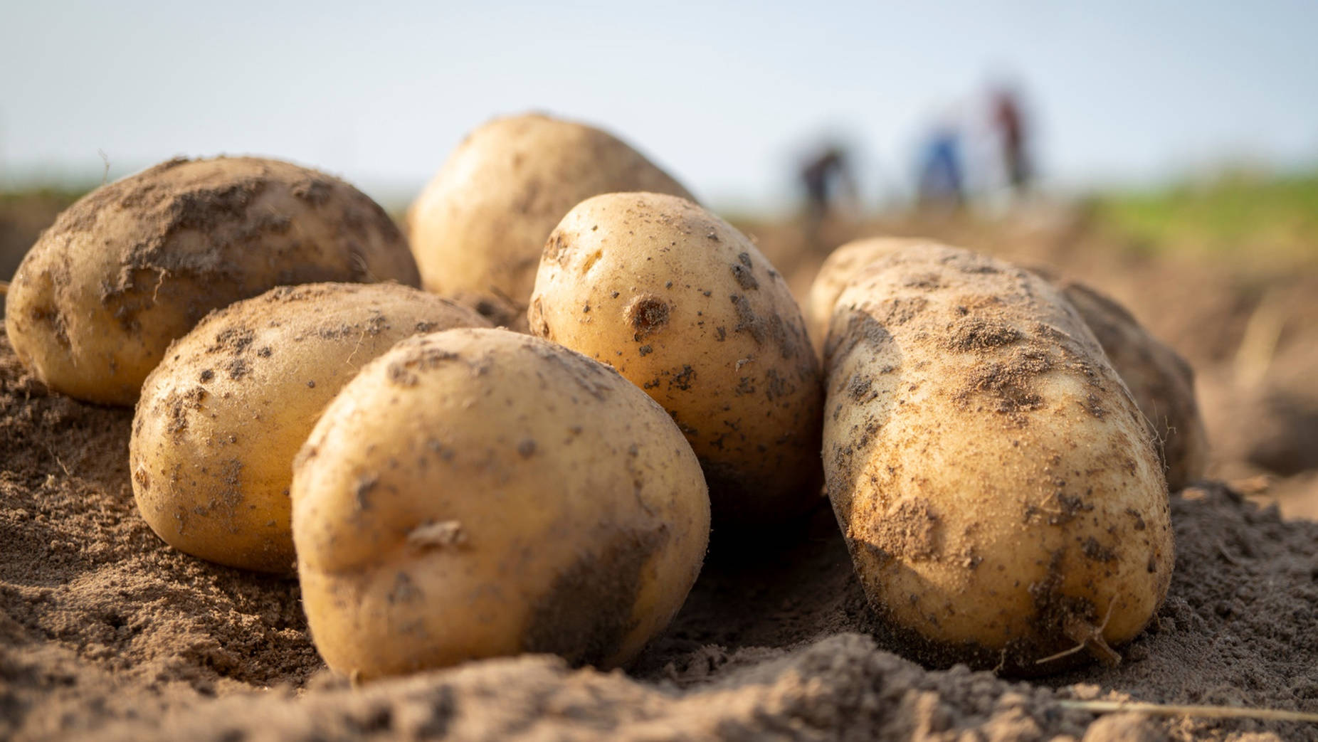 potatoes, brown soil, farm workers, HD Desktop Wallpaper