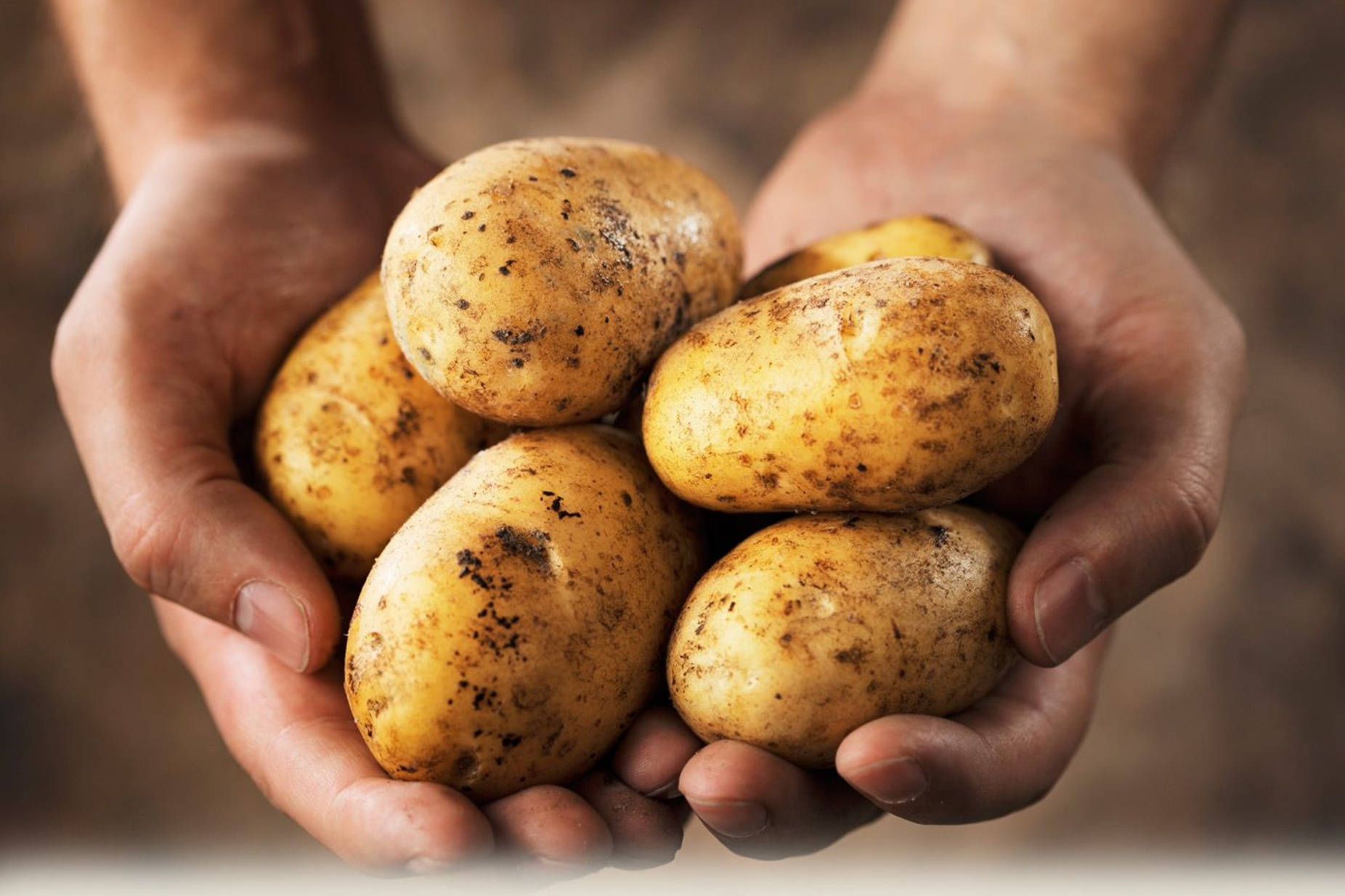 potatoes, hands of a man, earthy yellow, HD Desktop Wallpaper