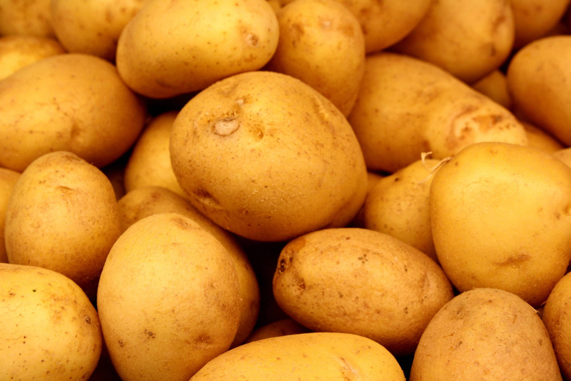 potato, golden potatoes, textured skin, HD Desktop Wallpaper