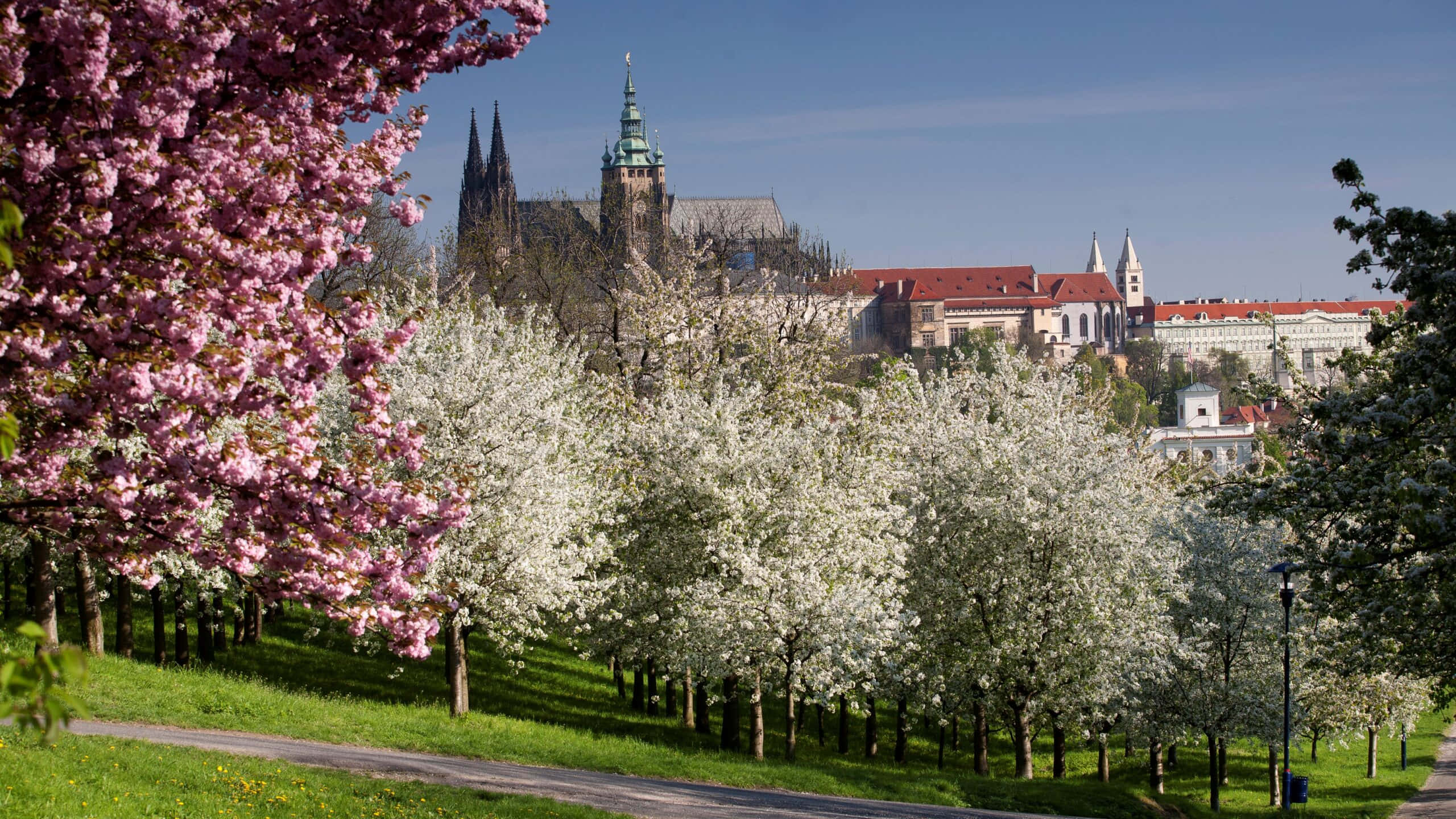 Prague Castle, cherry blossoms, pink, 2K Desktop Wallpaper