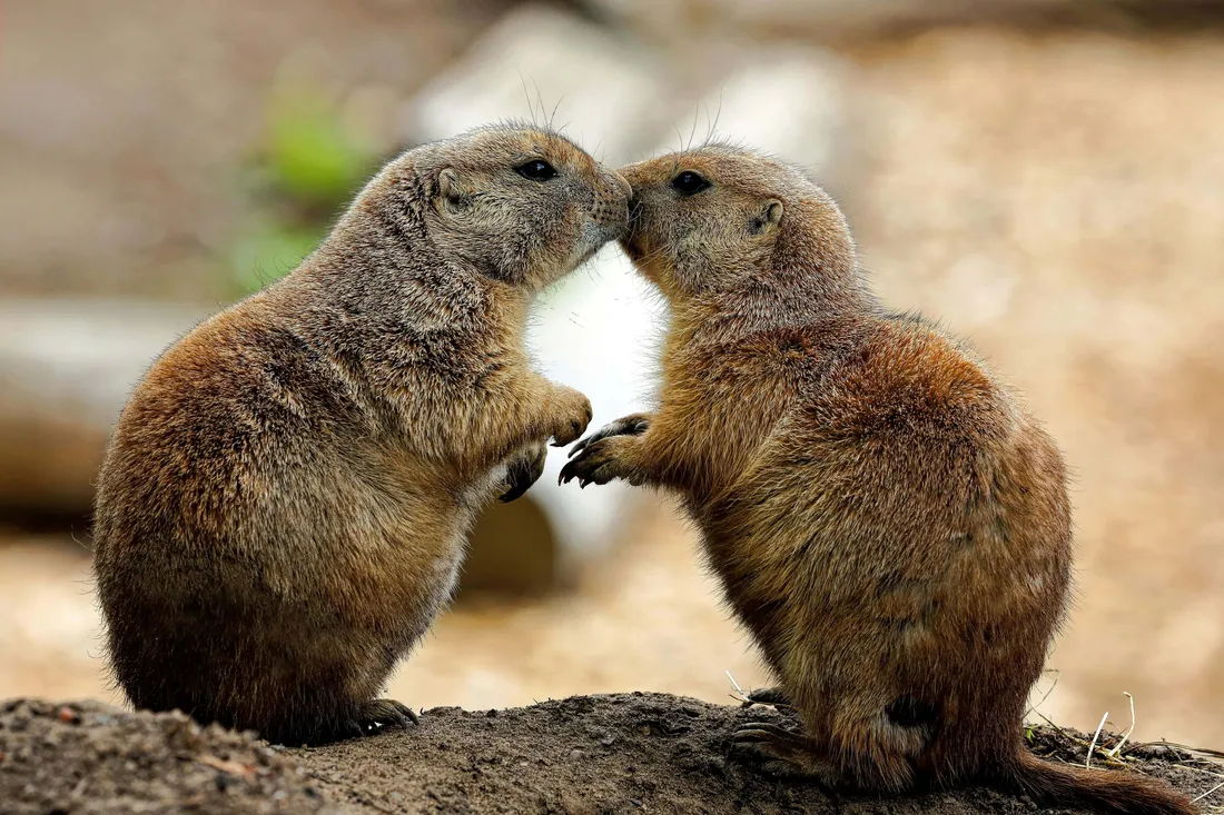 Prairie Dog