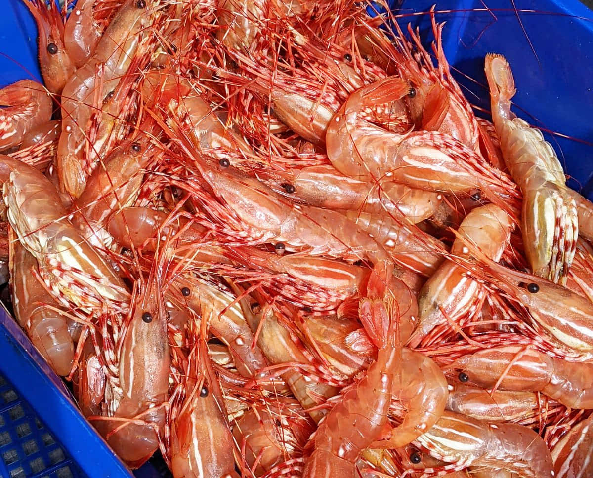 fresh prawns, red and white striped prawns, blue plastic crate, SD Desktop Wallpaper