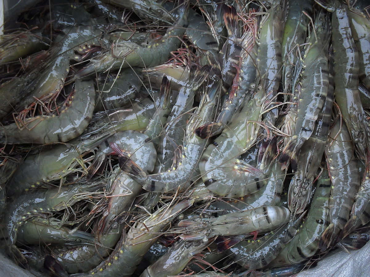 fresh raw tiger prawns, greenish gray shells, long antennae, SD Desktop Wallpaper