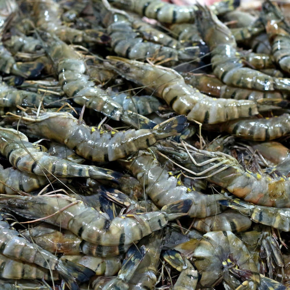 fresh raw tiger prawns, striped shells, translucent bodies, SD Desktop Wallpaper