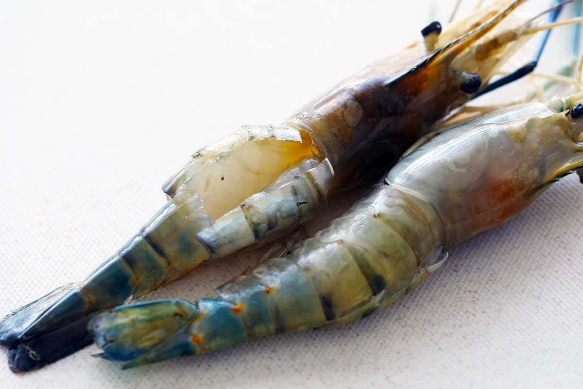 tiger prawns, blue tails, translucent shells, SD Desktop Wallpaper
