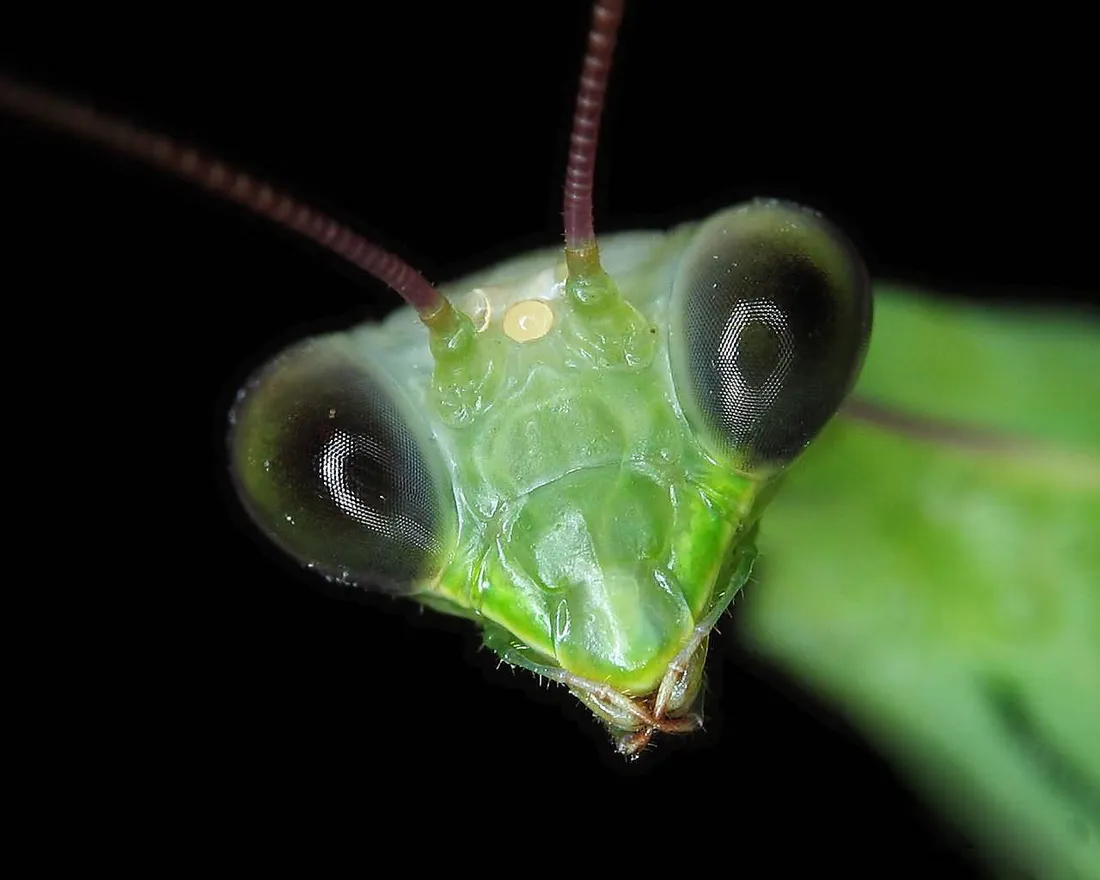 Praying mantis
