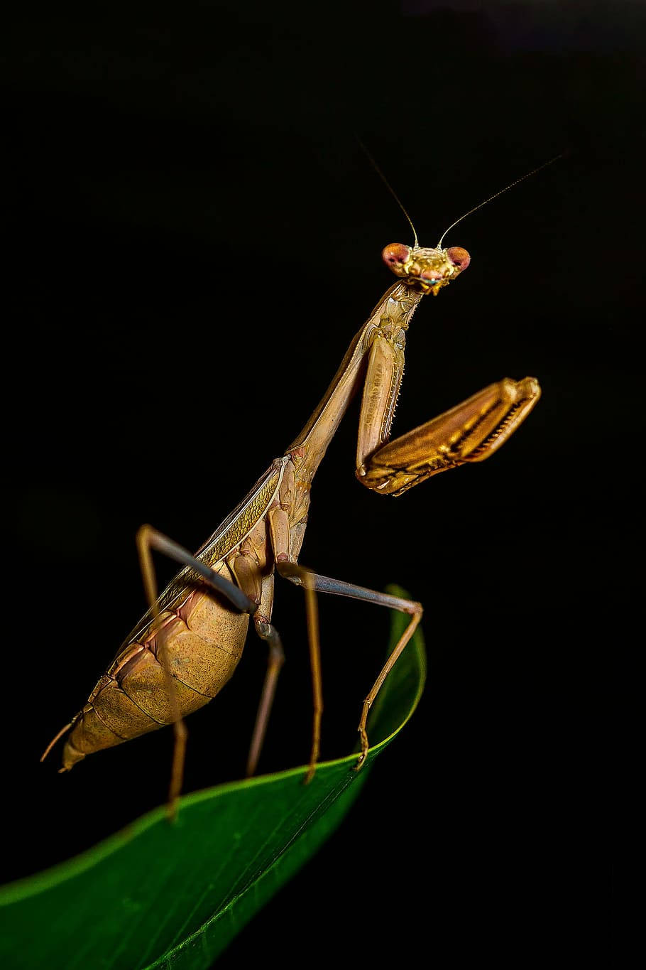 praying mantis, vibrant green leaf, stark black background, HD Phone Wallpaper