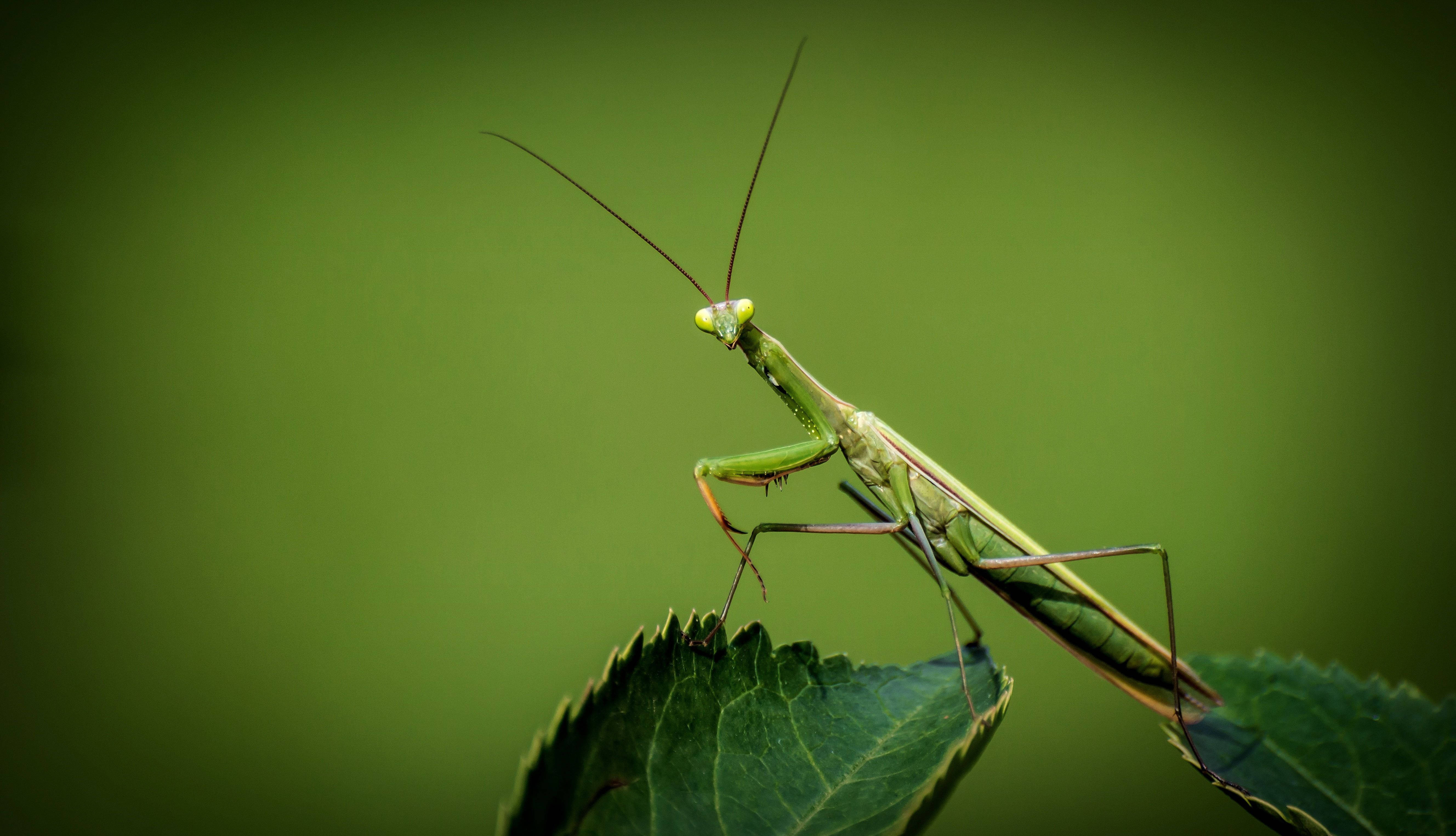 praying mantis, green leaves, vibrant green, 5K Desktop Wallpaper