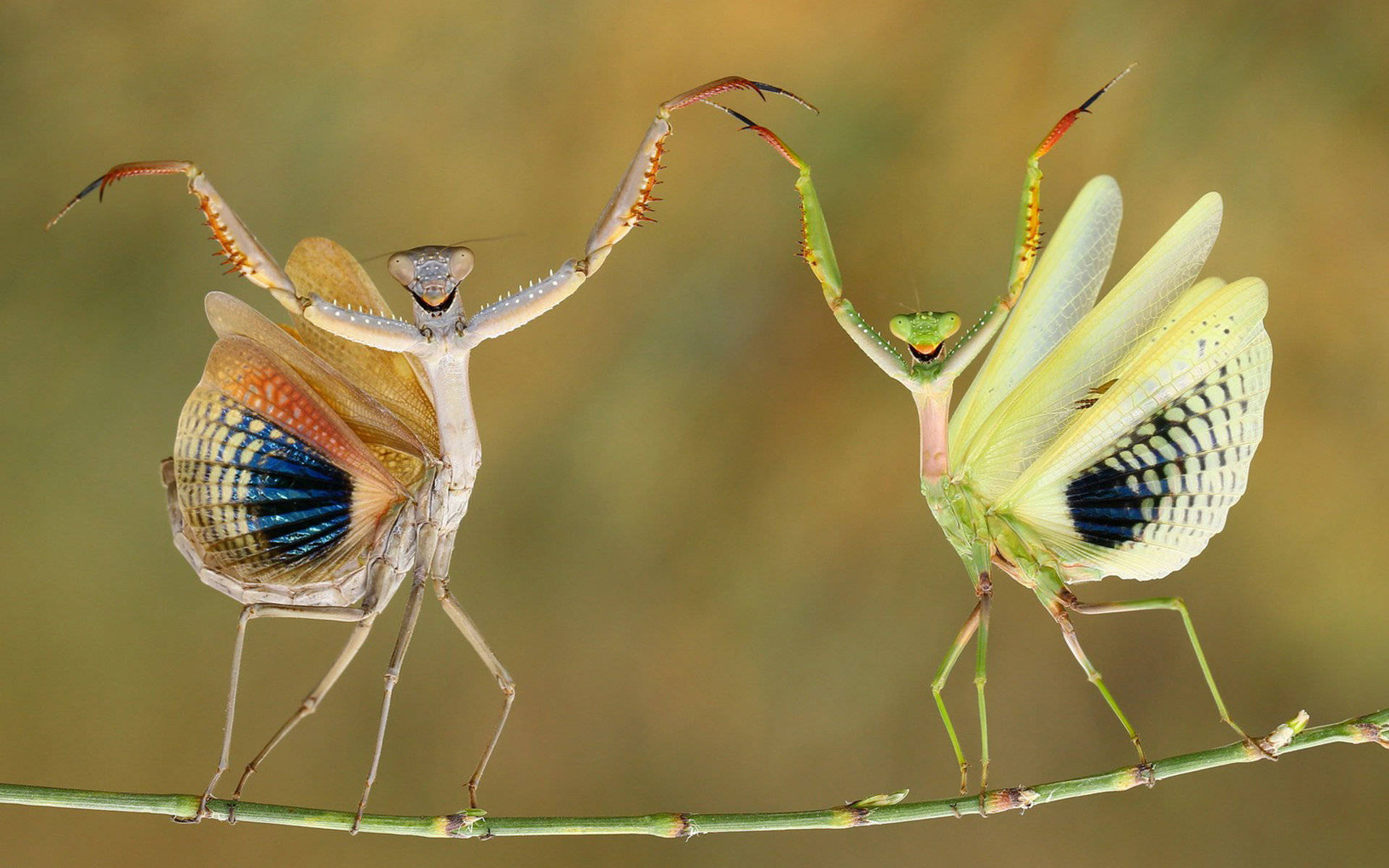 praying mantises, vibrant blue and orange wing patterns, slender green stem, Full HD Desktop Wallpaper