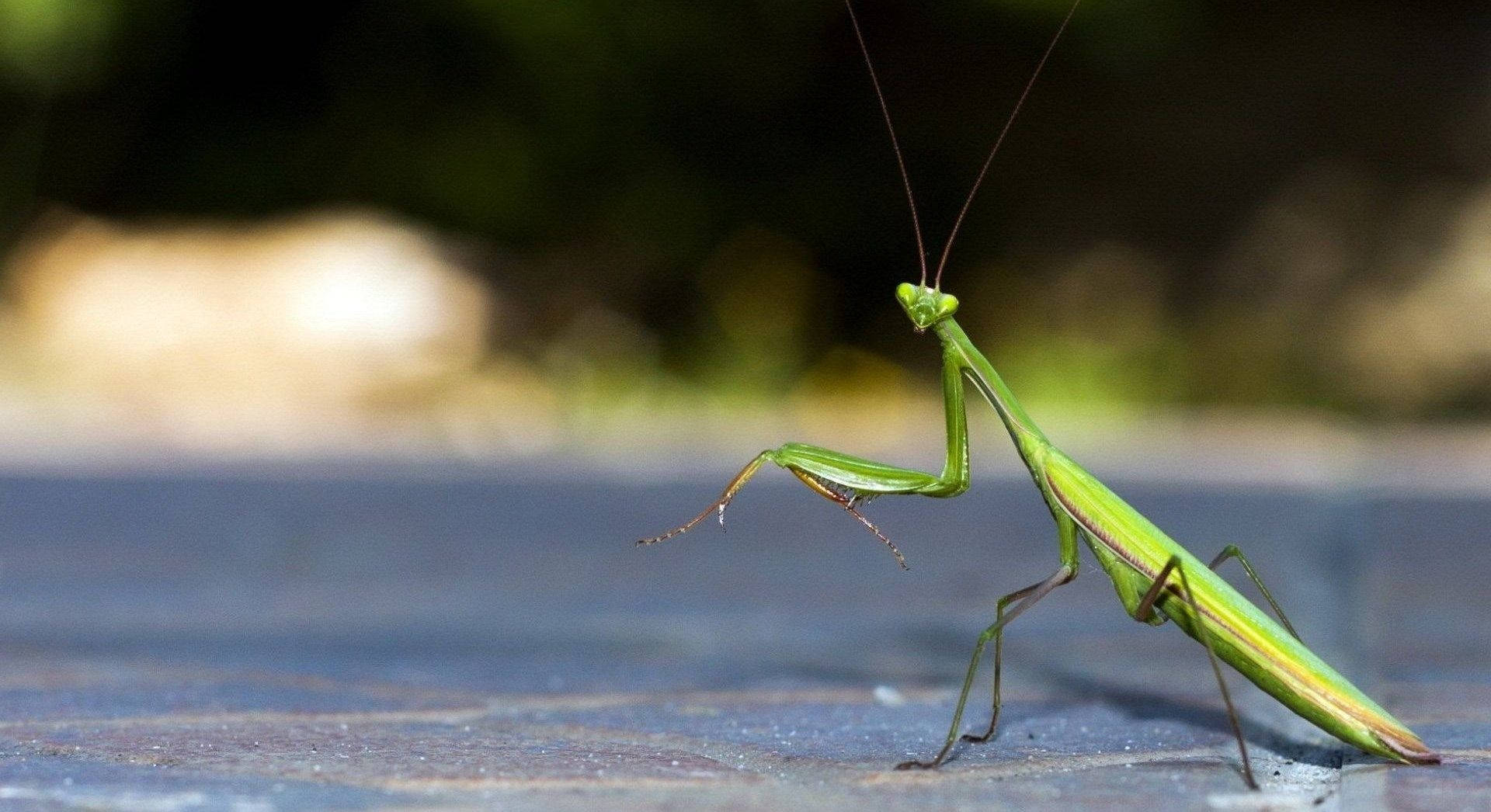 walking praying mantis, vibrant green, textured blue surface, Full HD Desktop Wallpaper