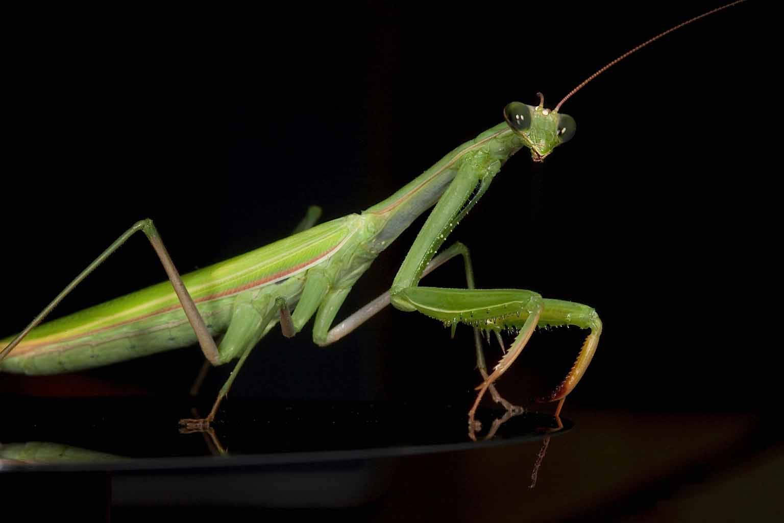 emerald green praying mantis, reflective surface, stark black background, HD Desktop Wallpaper