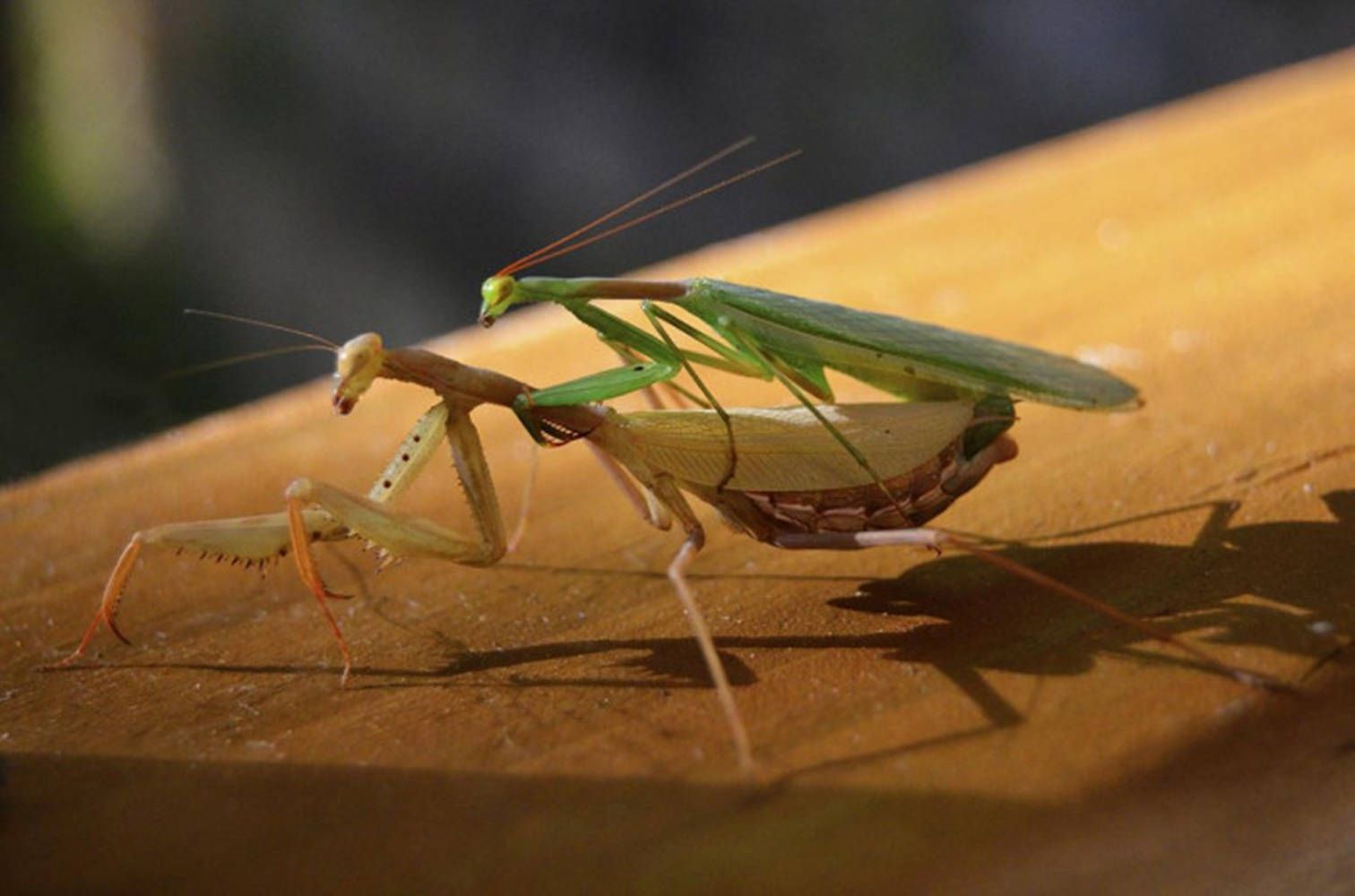 mating yellow and green praying mantis, sunlit wooden surface, sharp focus, HD Desktop Wallpaper