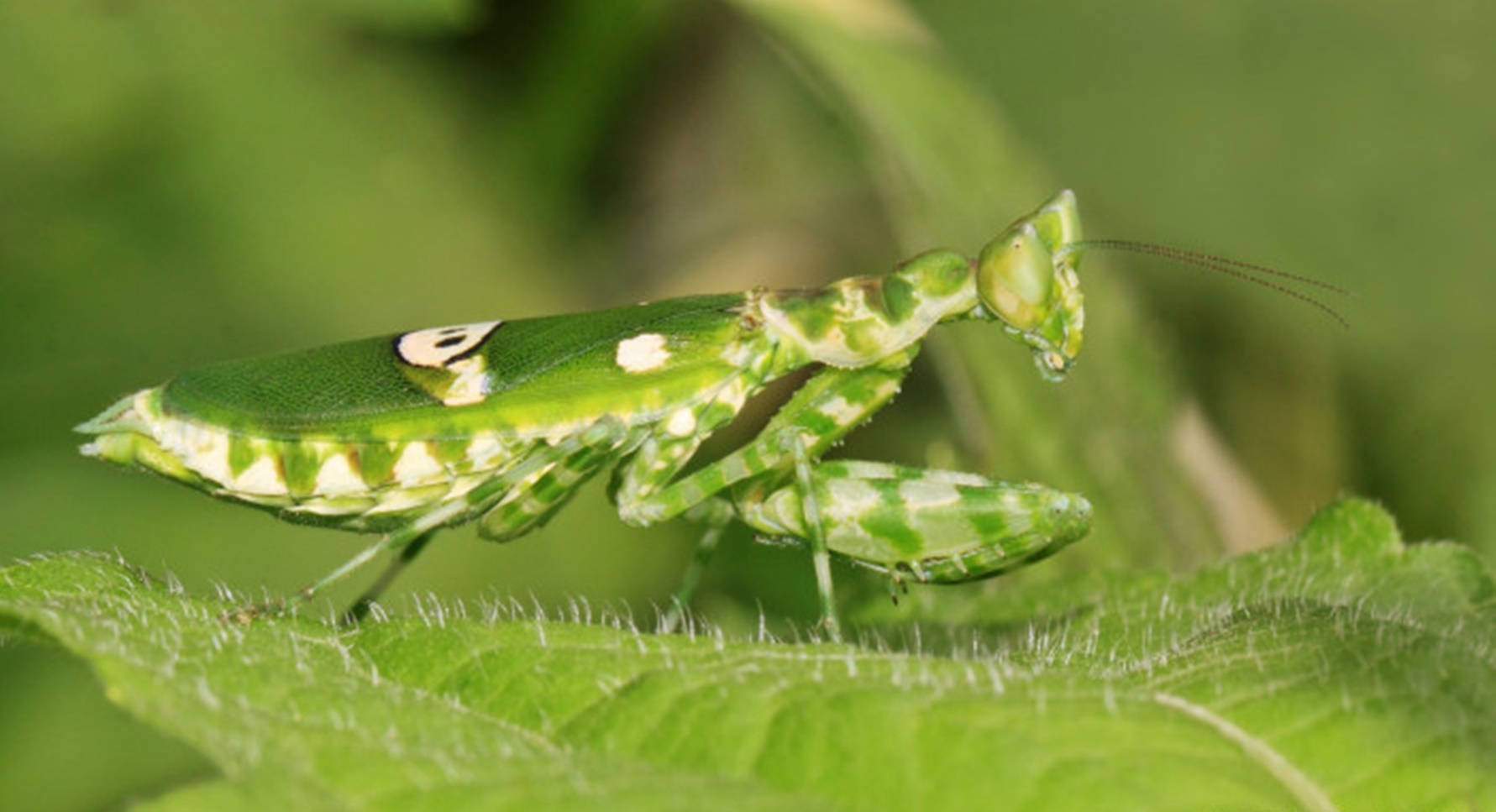 white and green praying mantis, vibrant green praying mantis, white spots, HD Desktop Wallpaper